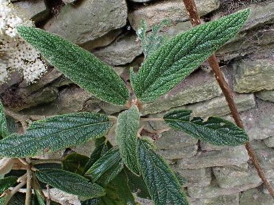 Viburnum rhytidophyllum