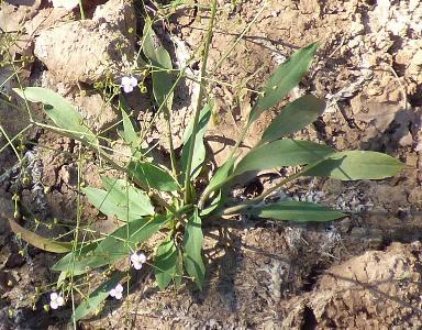 Alisma lanceolatum (1)