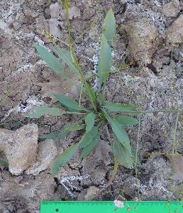 Alisma lanceolatum (2)