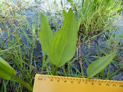 Alisma plantago-aquatica