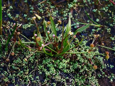 Baldellia ranunculoides