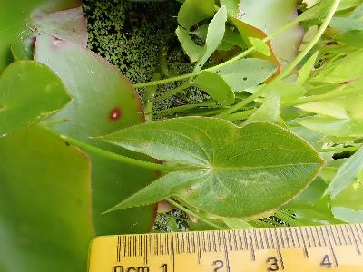 Sagittaria sagittifolia