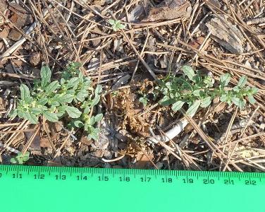 Amaranthus albus (1)