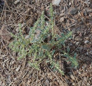 Amaranthus albus (2)
