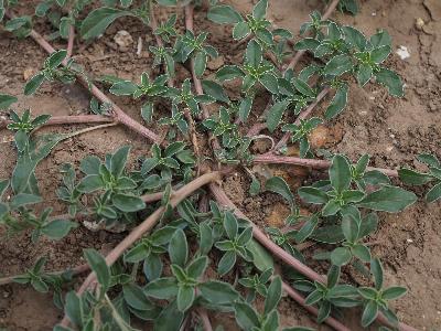 Amaranthus blitoides (1)