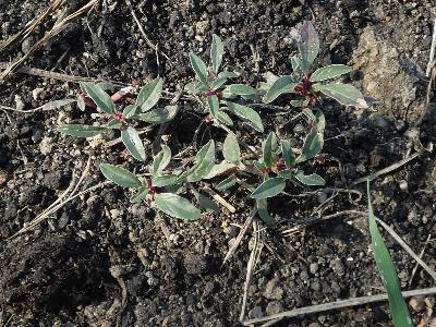 Amaranthus blitoides (2)