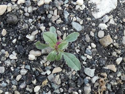 Amaranthus blitoides (3)