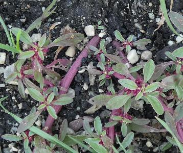 Amaranthus blitoides (4)