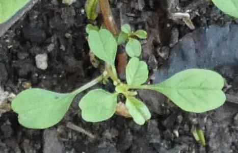 Amaranthus blitum (1)
