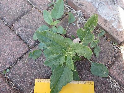 Amaranthus retroflexus