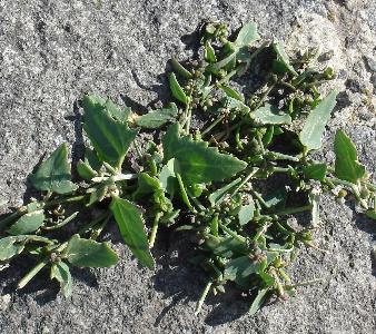 Atriplex glabriscula (1)
