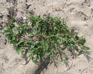 Atriplex glabriscula (2)