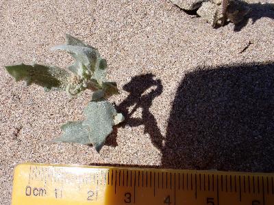 Atriplex laciniata (1)