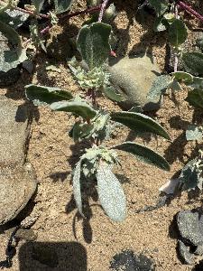 Atriplex laciniata (2)