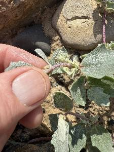 Atriplex laciniata (3)