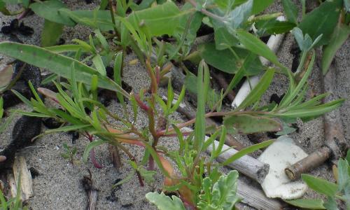Atriplex littoralis (1)