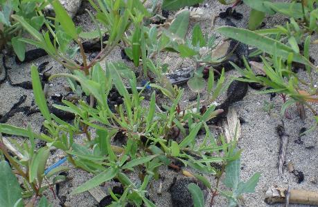 Atriplex littoralis (2)