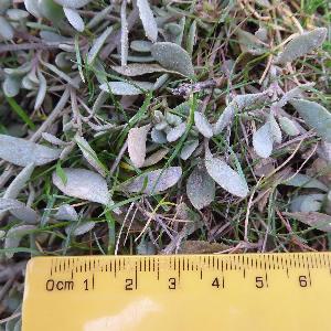 Atriplex portulacoides
