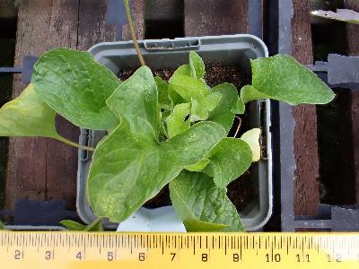 Blitum bonus-henricus