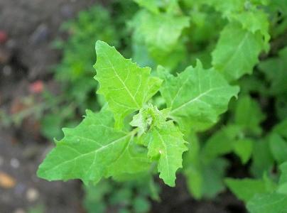 Chenopodiastrum murale