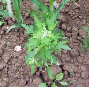 Chenopodium ficifolium