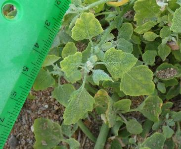 Chenopodium opulifolium (1)