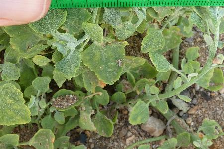 Chenopodium opulifolium (2)