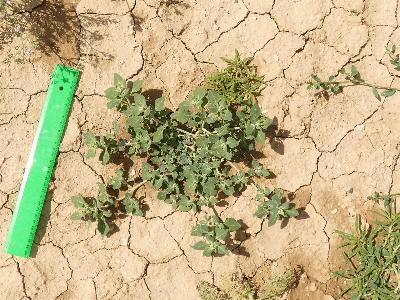 Chenopodium vulvaria (1)