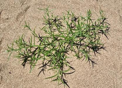 Corispermum intermedium