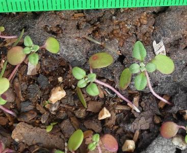 Dysphania botrys (1)