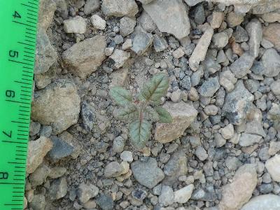 Dysphania botrys (2)