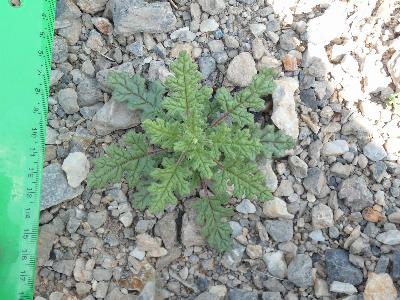 Dysphania botrys (3)