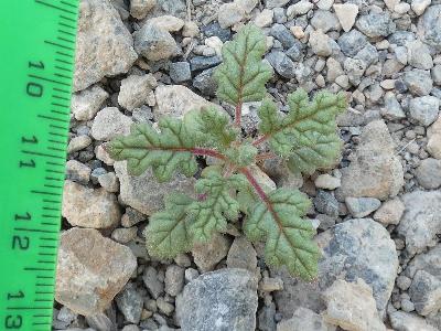 Dysphania botrys (4)