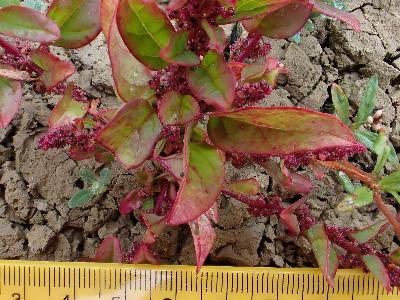 Lipandra polysperma (1)