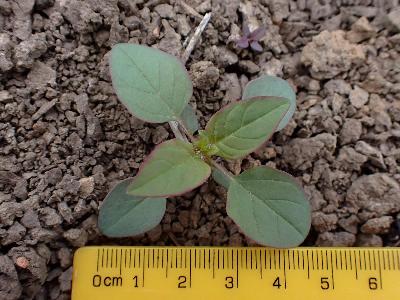 Lipandra polysperma (2)