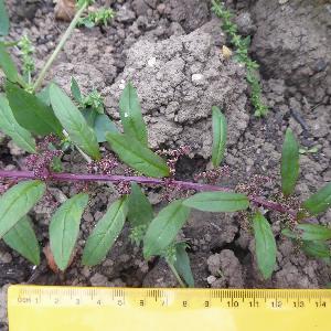 Lipandra polysperma (3)