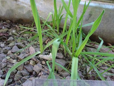 Allium scorodoprasum