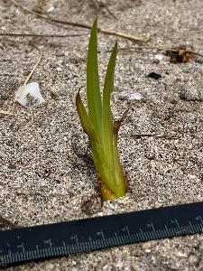 Pancratium maritimum
