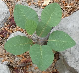 Cotinus coggygria (1)