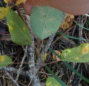 Cotinus coggygria (2)