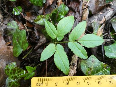 Aegopodium podagraria