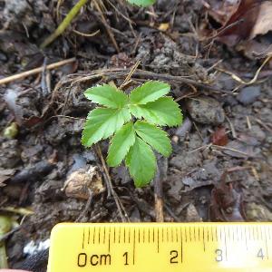 Angelica sylvestris (1)