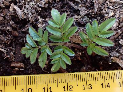 Angelica sylvestris (2)