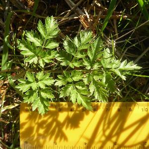 Anthriscus sylvestris