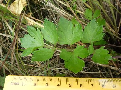 Apium graveolens (1)