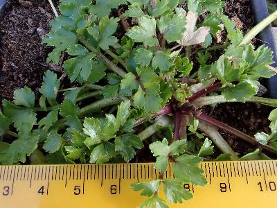 Apium graveolens (2)