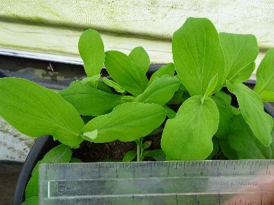 Bupleurum rotundifolium