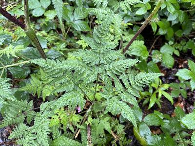 Chaerophyllum aureum (1)