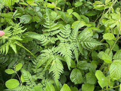 Chaerophyllum aureum (2)