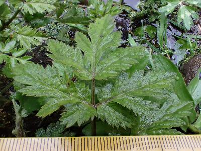 Chaerophyllum hirsutum